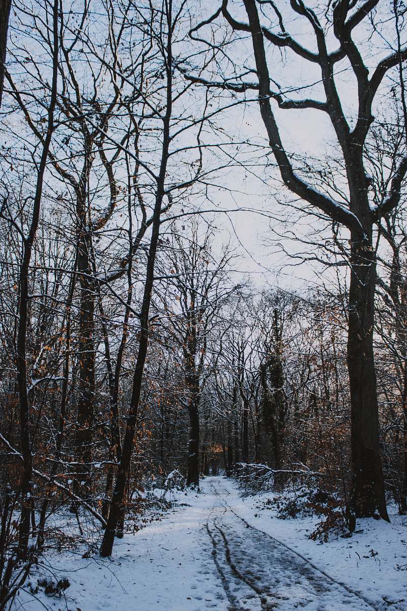 tree trunk pathway covered with snow surrounded with bare trees grey